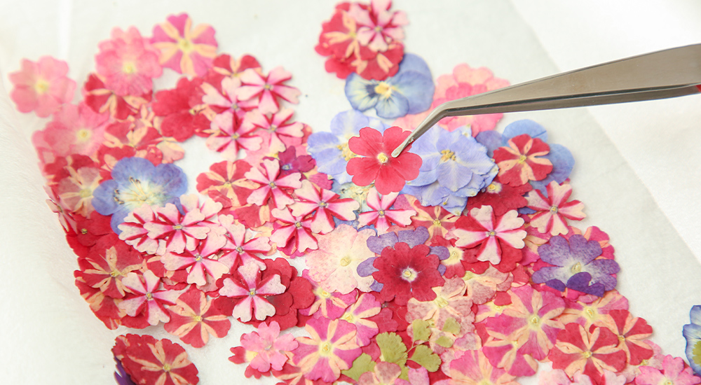 花の色を残して綺麗に押し花を作るポイント アートスペース 葉 菜 Ohana