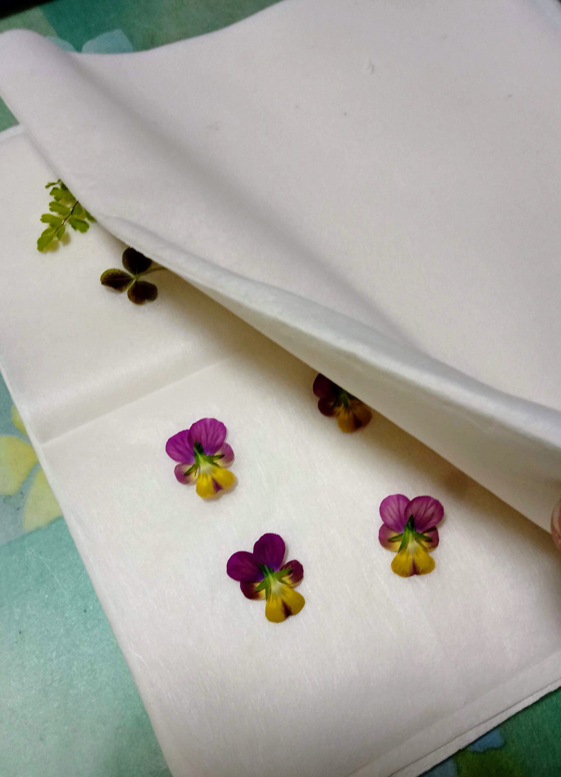 花の色を残して綺麗に押し花を作るポイント アートスペース 葉 菜 Ohana